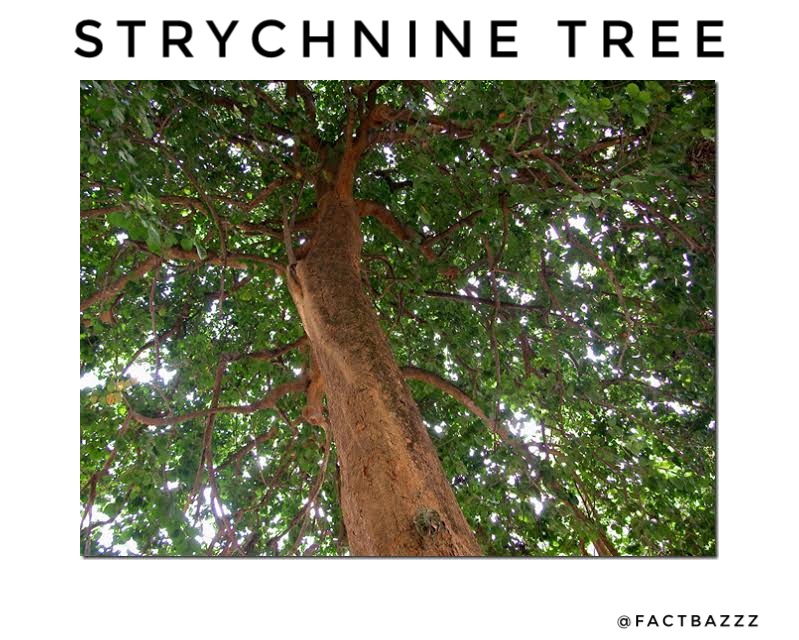 The Most Dangerous Trees In The World