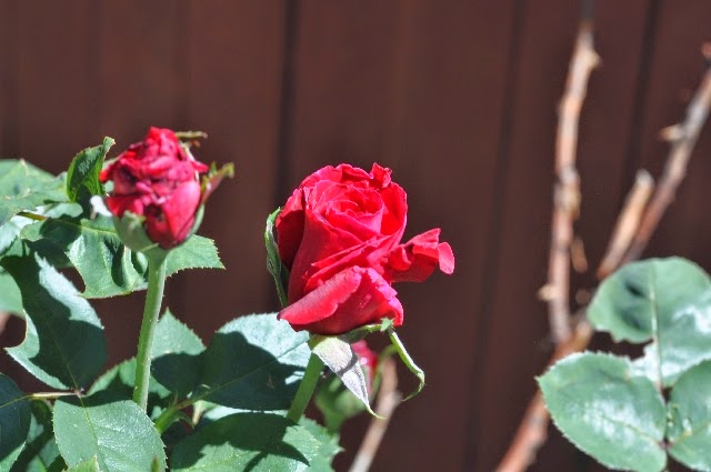 roses coloradoviews.filminspector.com