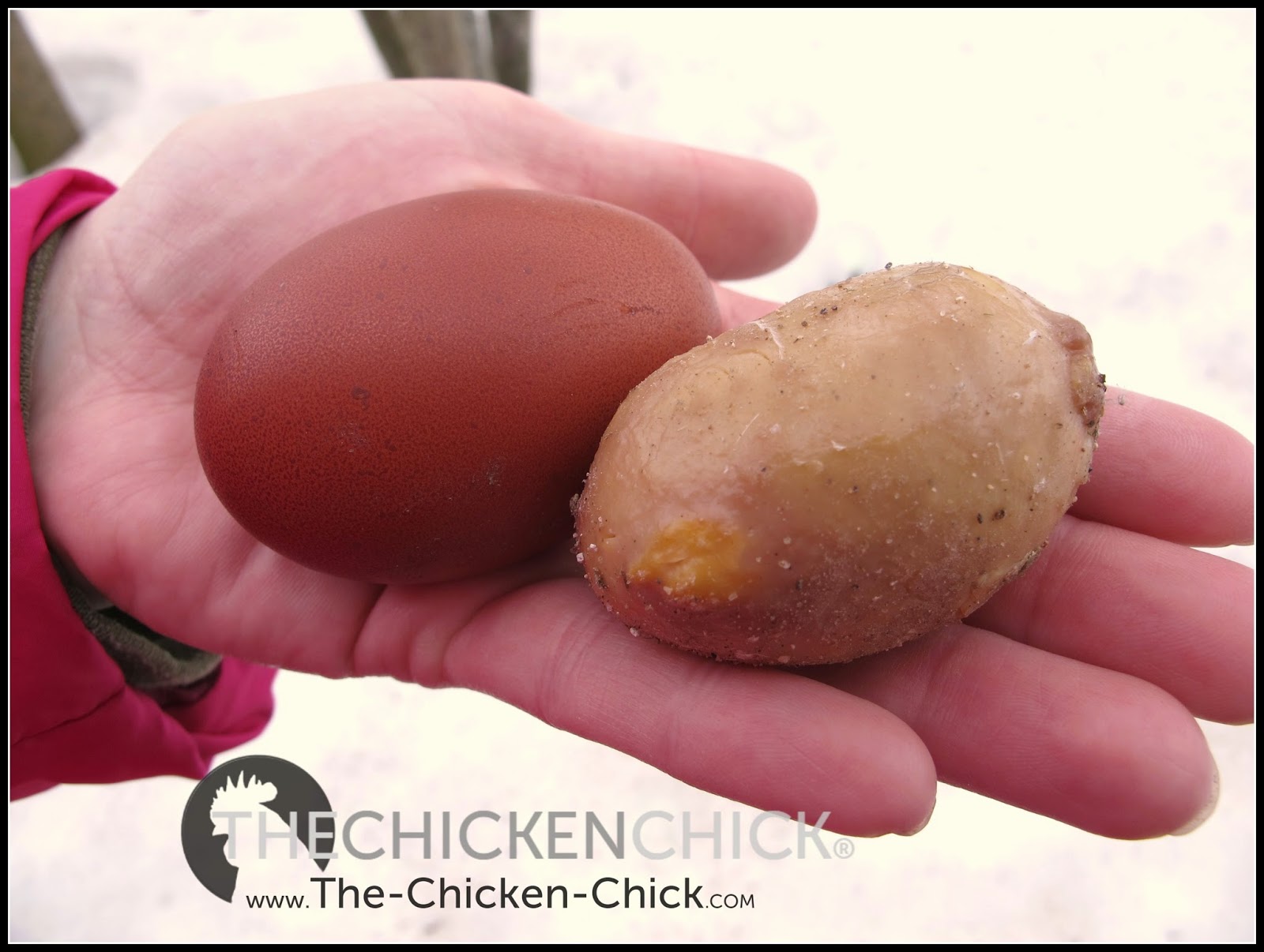 what is a lash egg in a chicken