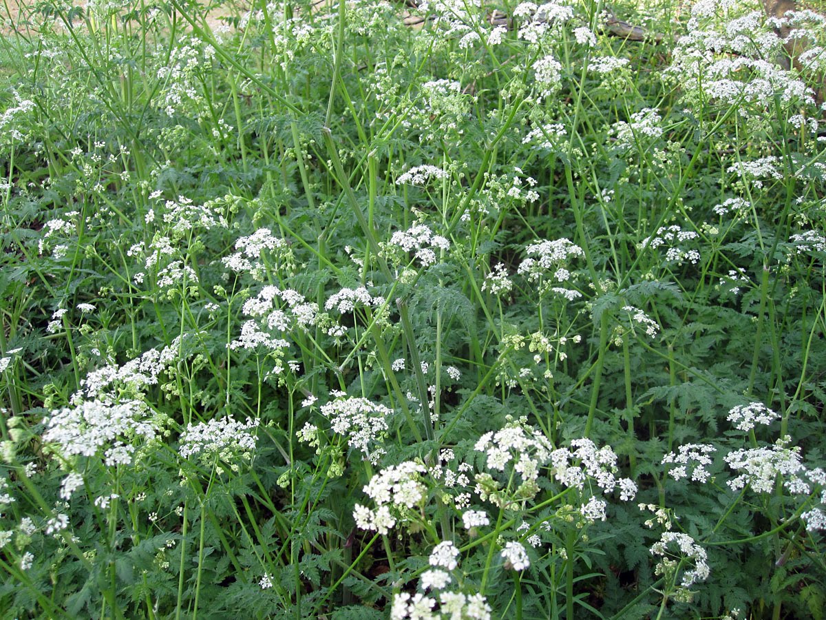 Cow Parsley Naturally