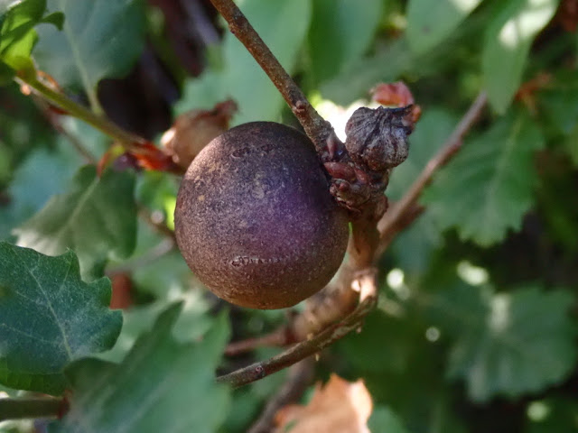 Andricus kollari Andricus kollari