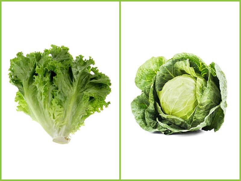 Difference Between Cabbage And Lettuce FOW 24 NEWS