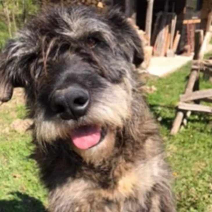 Perro muere tras días de agonía al explotar petardo que metieron en su ano Kiro