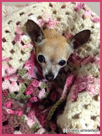 chihuahua bailey loves her afghans