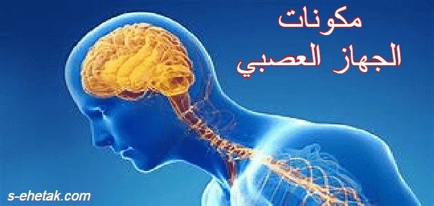 مكونات الجهاز العصبي مكونات الجهاز العصبي