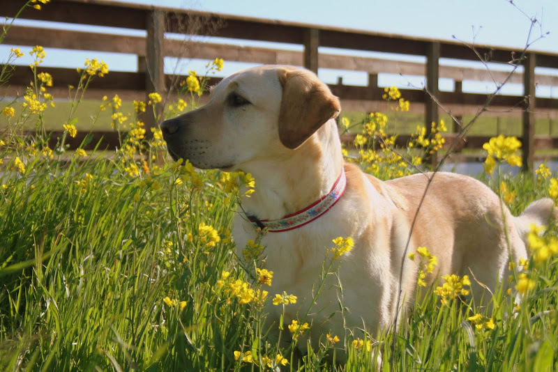 yellow labrador cabana standing in a field, surrounded by yellow mustard flowers that are as high as her chin
