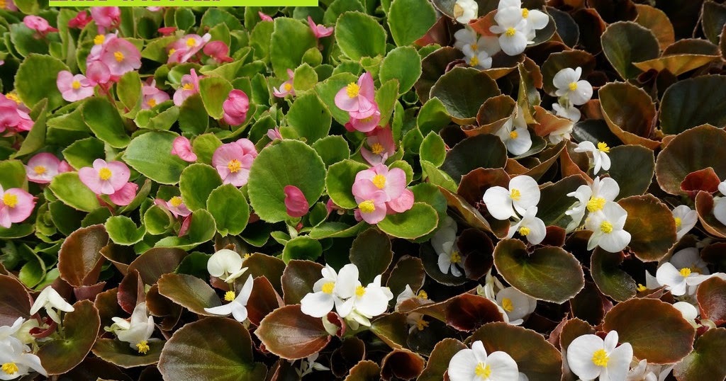 Begonia cucullata PLANTUKIS