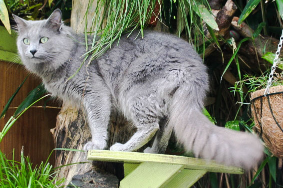 Grey Cat Breeds