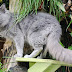 Grey Cat Breeds