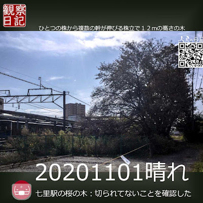 ソメイヨシノでひとつの株から複数の幹が伸びる株立ちと言う樹形で１２ｍの桜の木です。