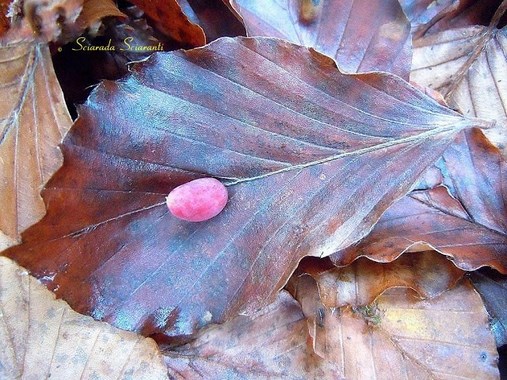 Cecidonia del faggio