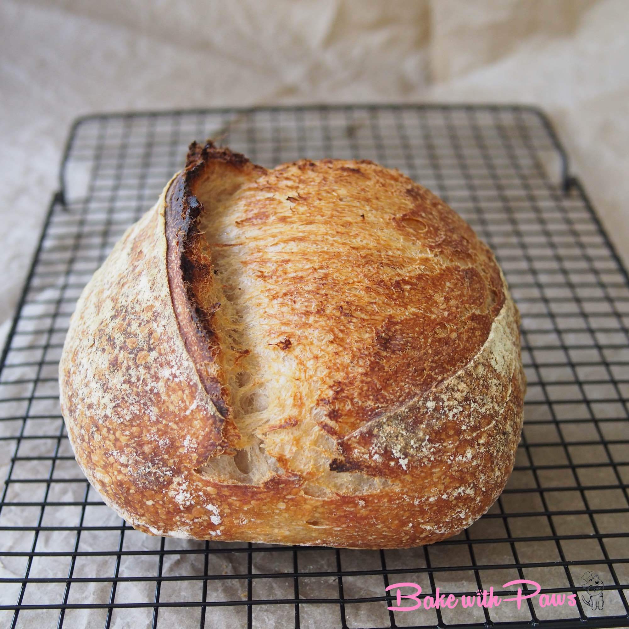 Basic Open Crumb Sourdough Bread (Medium Hydration) BAKE WITH PAWS