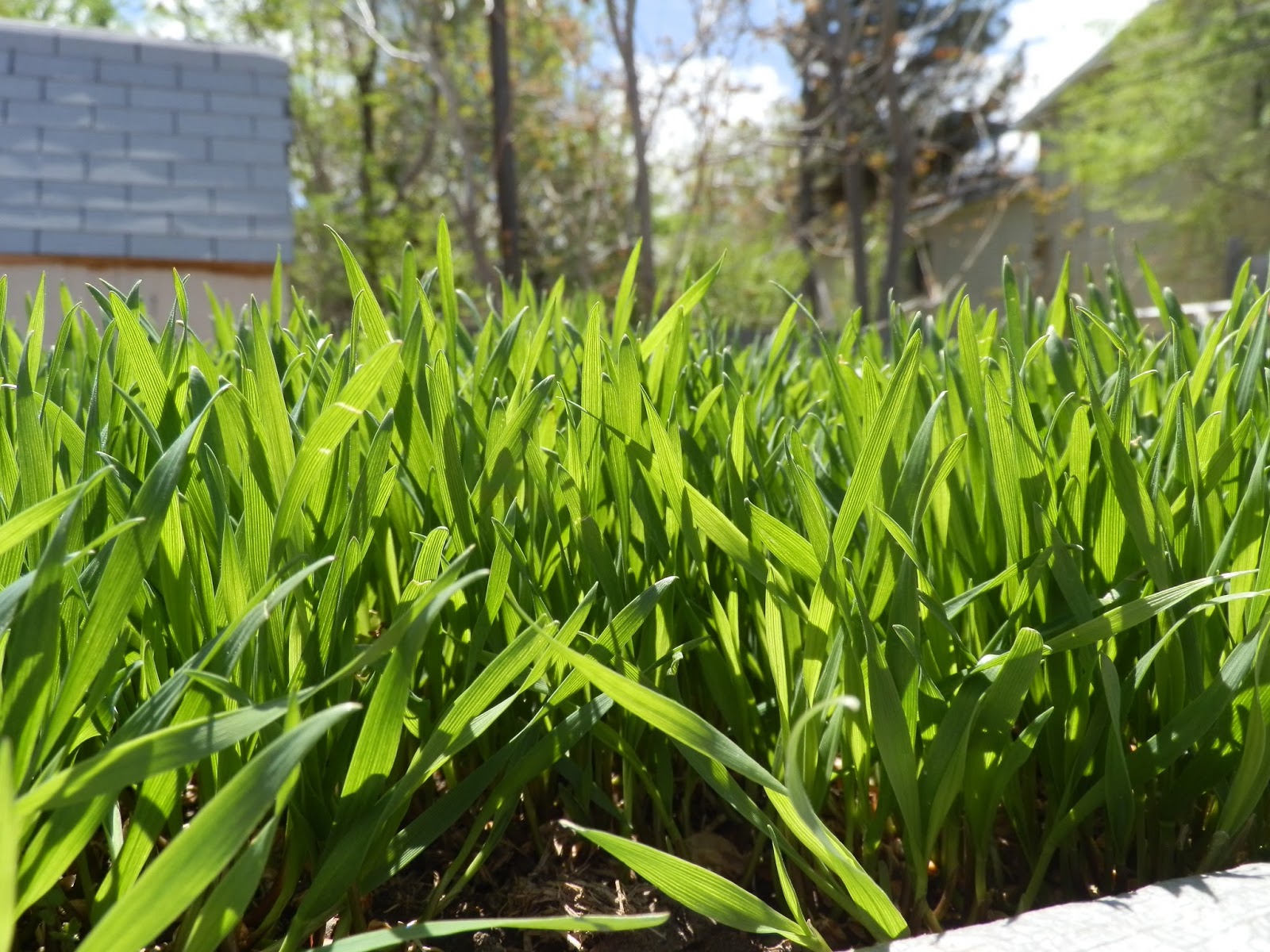 Our Bit of Dirt Wheat Grass