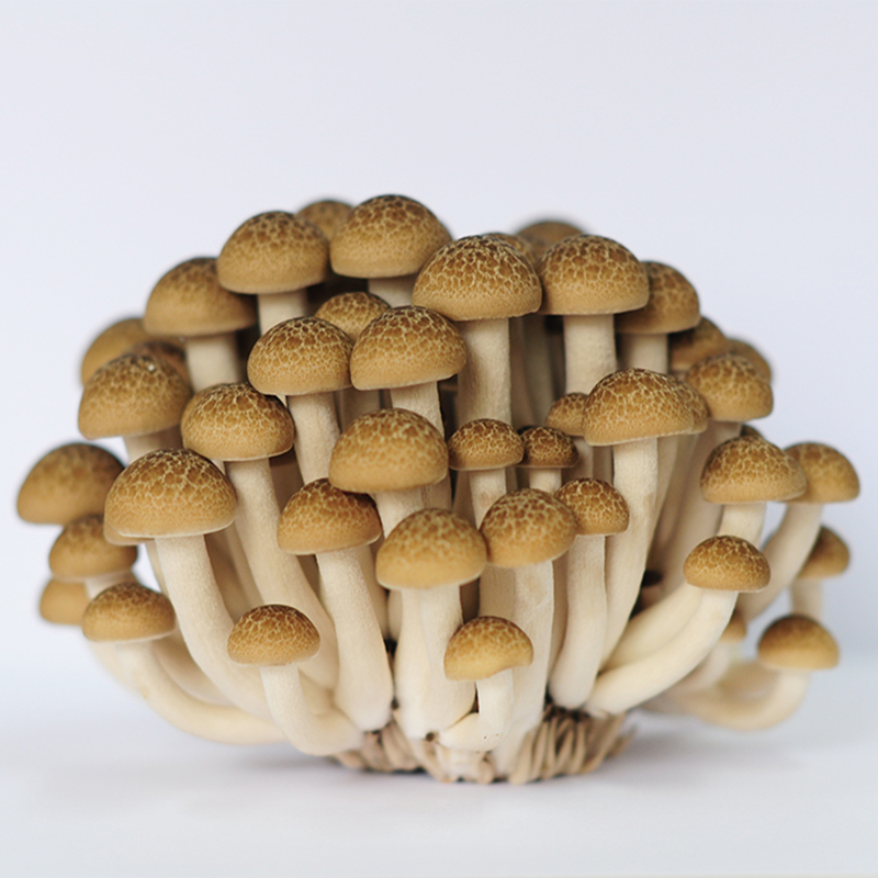 Buy Buna shimeji Mushrooms in Kolhapur, Maharashtra