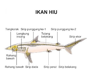 Contoh Ciri Jenis Hewan Bertulang Belakang Vertebrata 