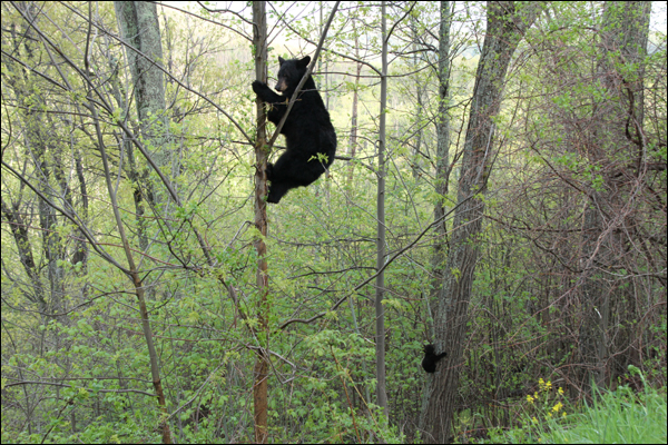 Ours dans un arbre Ours dans un arbre