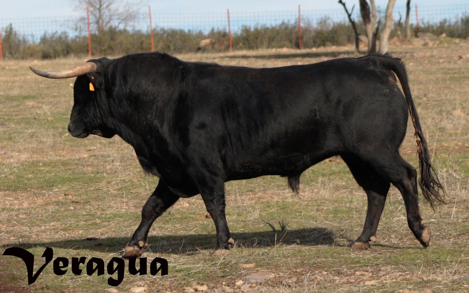 Encastes Bravos Fidel San Román reducto de villamarta