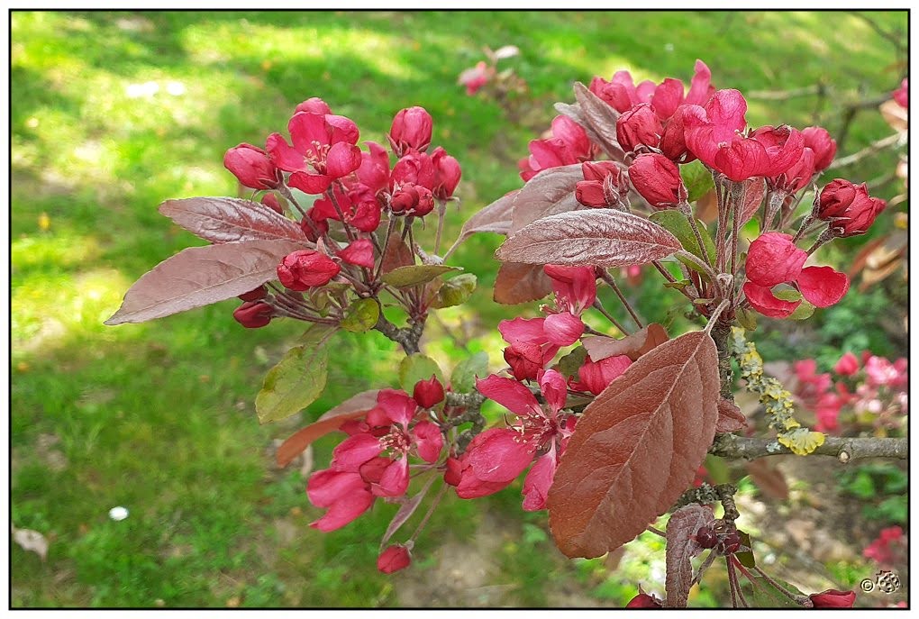 Käferchen dunkle Blätter & rote Blüten
