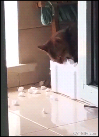 Crazy Cat GIF • Furrious cat wildly destroying his styrofoam box with mouth for no apparent reason, haha Crazy Cat GIF • Furrious cat wildly destroying his styrofoam box with mouth for no apparent reason, haha