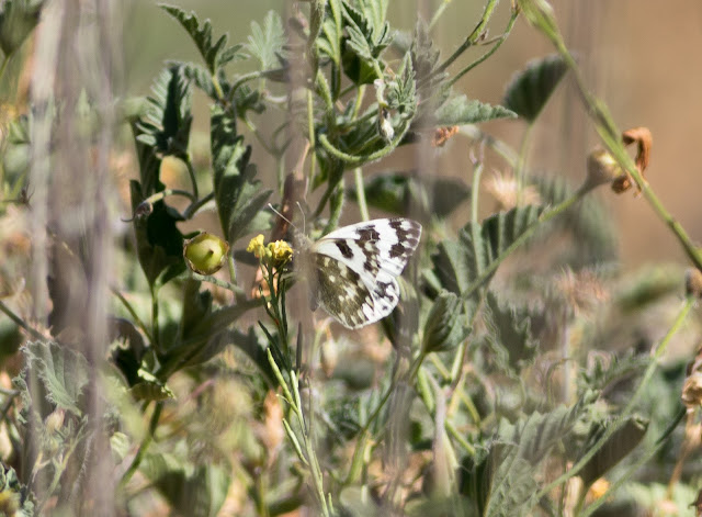 Bath White - Tenerife Bath White - Tenerife