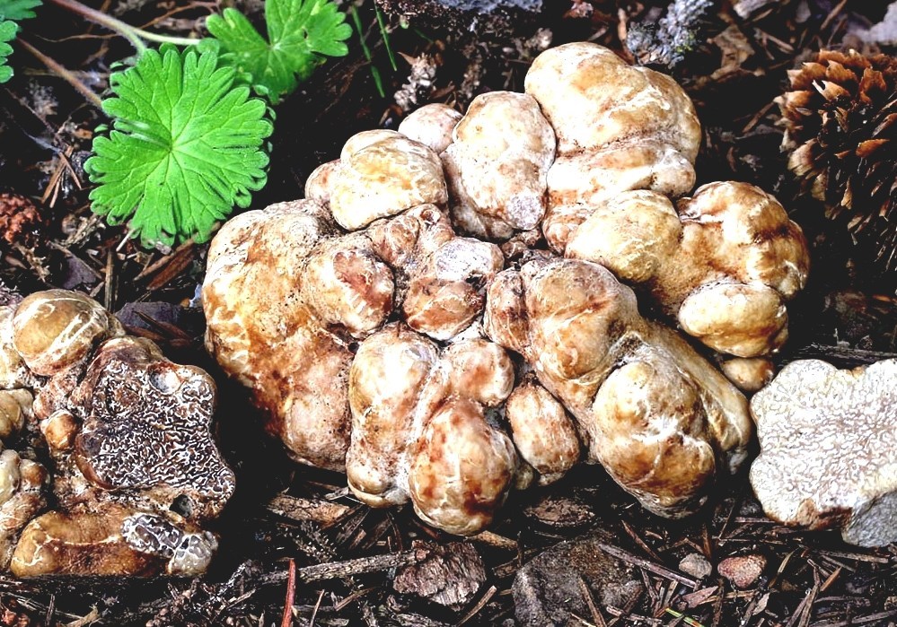 Tuber Oregonense Oregon Truffle