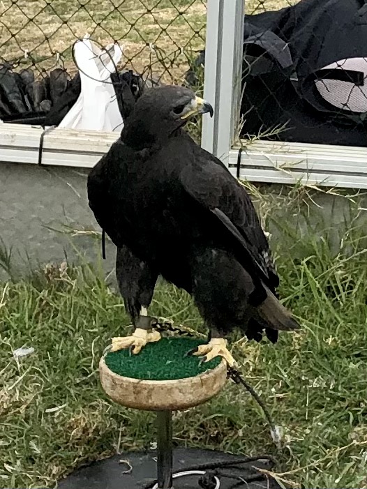 Falconry Experience in La Jolla
