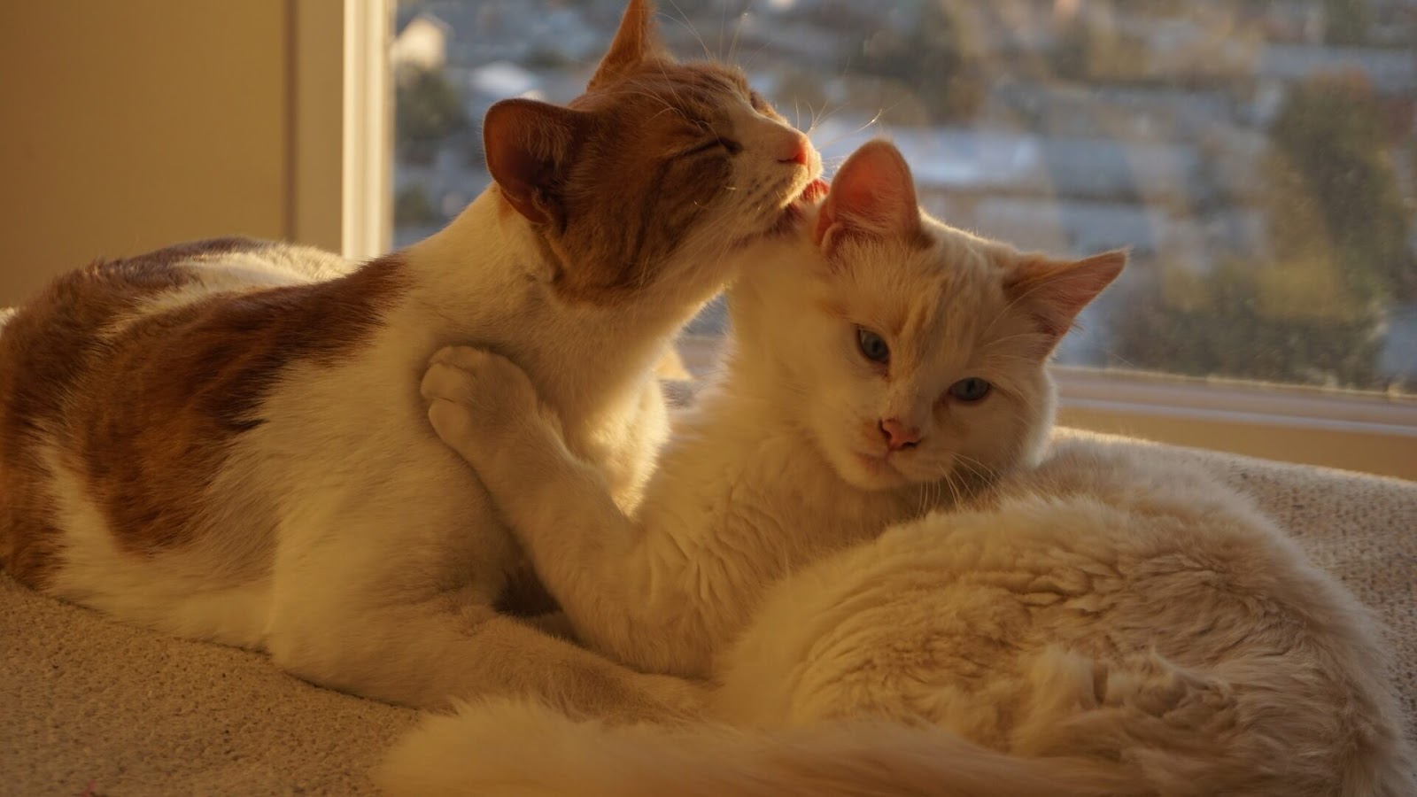 Conoce cuál es la edad ideal para que tu gata quede embarazada Conoce cuál es la edad ideal para que tu gata quede embarazada