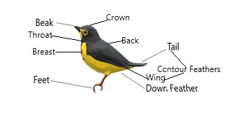 Class-3 Science, Chapter-2 Animals:Birds