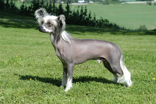 tüysüz Çin köpeği tüysüz Çin köpeği