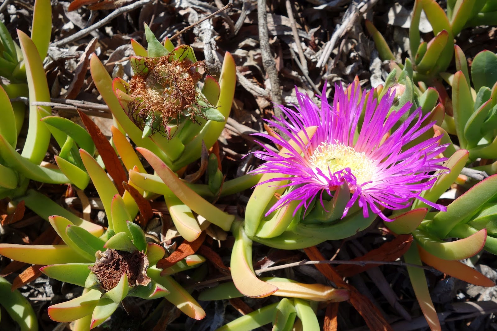 Flower Gallery Sea Fig (Carpobrotus chilensis) スィー・フィグ
