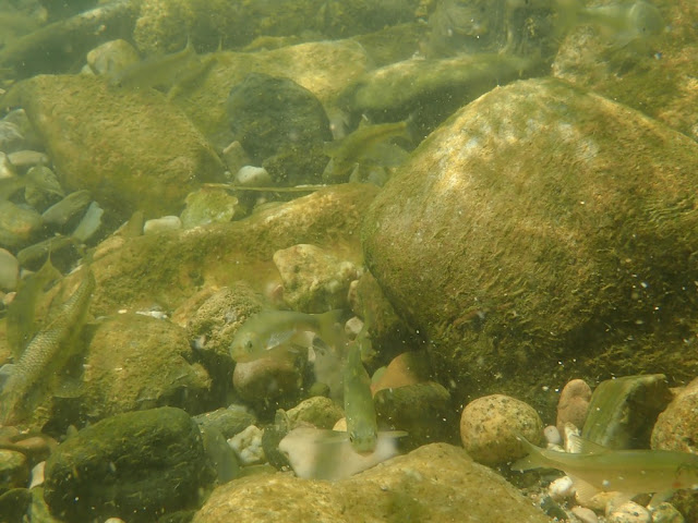 Parachondrostoma toxostoma Parachondrostoma toxostoma