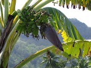 Top Bunga Pisang