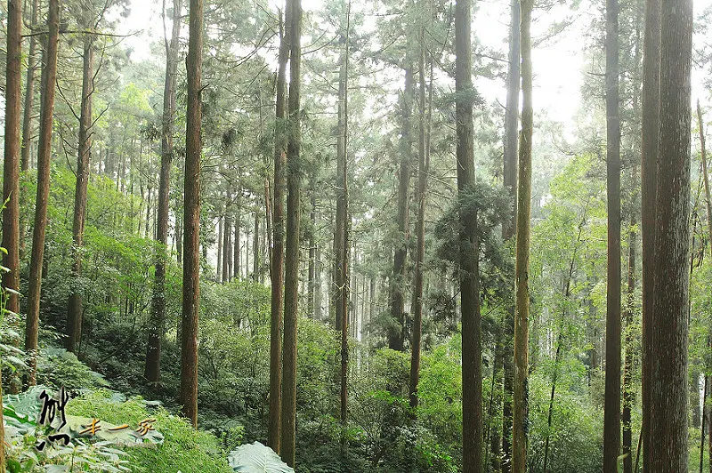 奮起湖石棹景點|龍雲休閒農場森林步道|鐵達尼石 五彩石