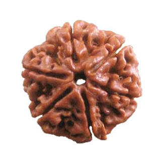 6-Mukhi Rudraksha