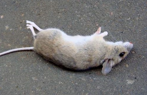 Misteri Arti Mimpi TIKUS menurut Psikolog dan Ahli Tafsir