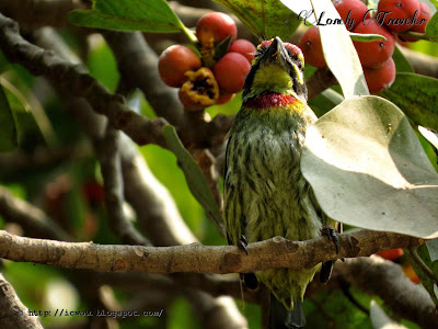 Coppersmith barbet - Megalaima haemacephala