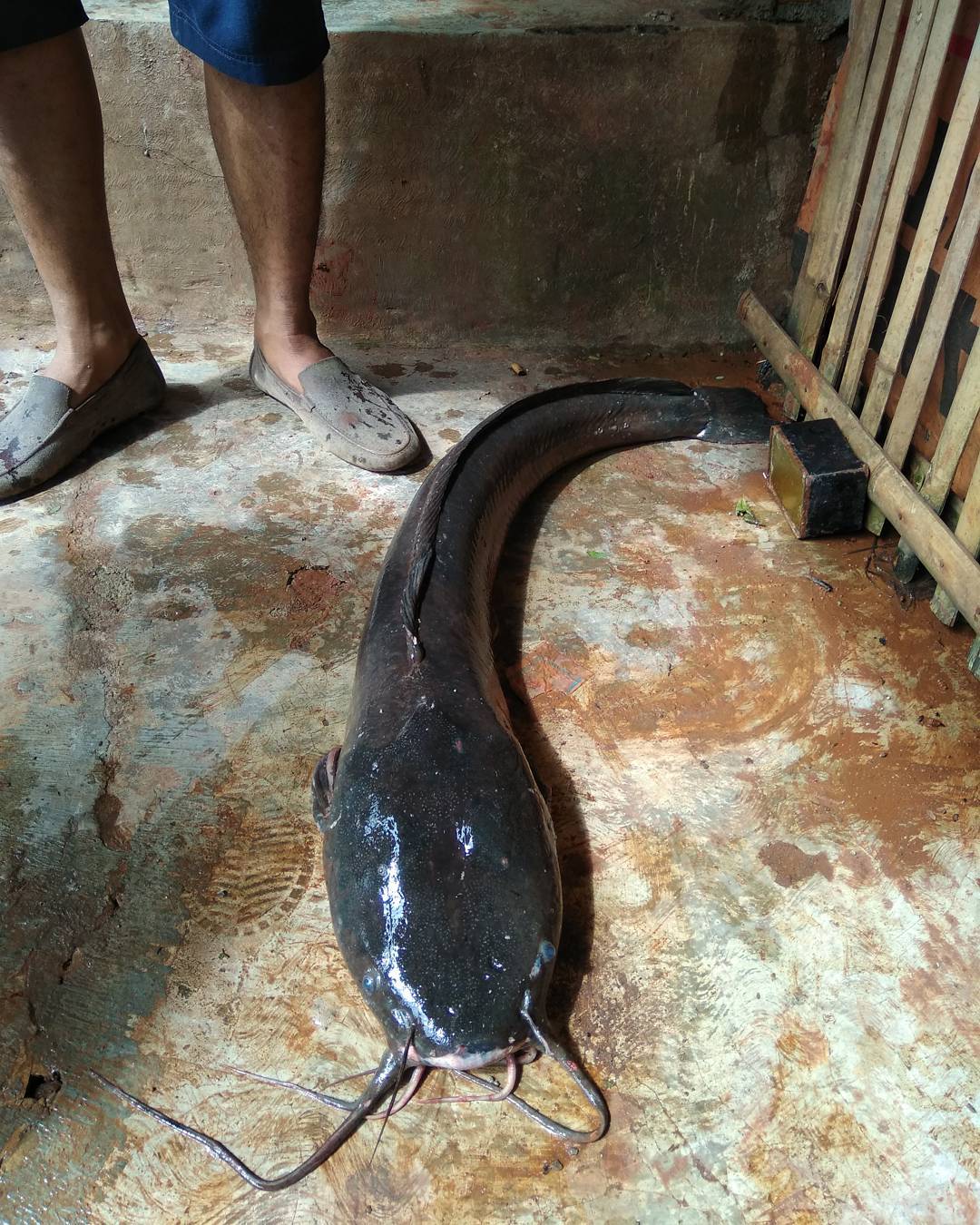 6 Racikan Umpan Galatama Lele Sederhana Tangkapan Ikan Lele Besar jpg (1080x1350)