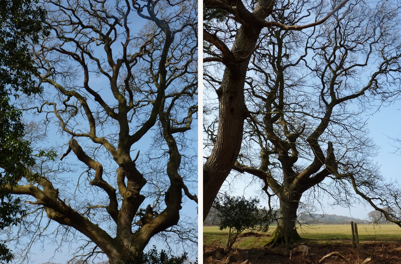 моё дерево. евгений бачурин. песня дерева вы мои дерева. моё дерево. фигуры нечисти из ствола дерева.