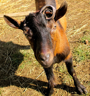 goat care supplies