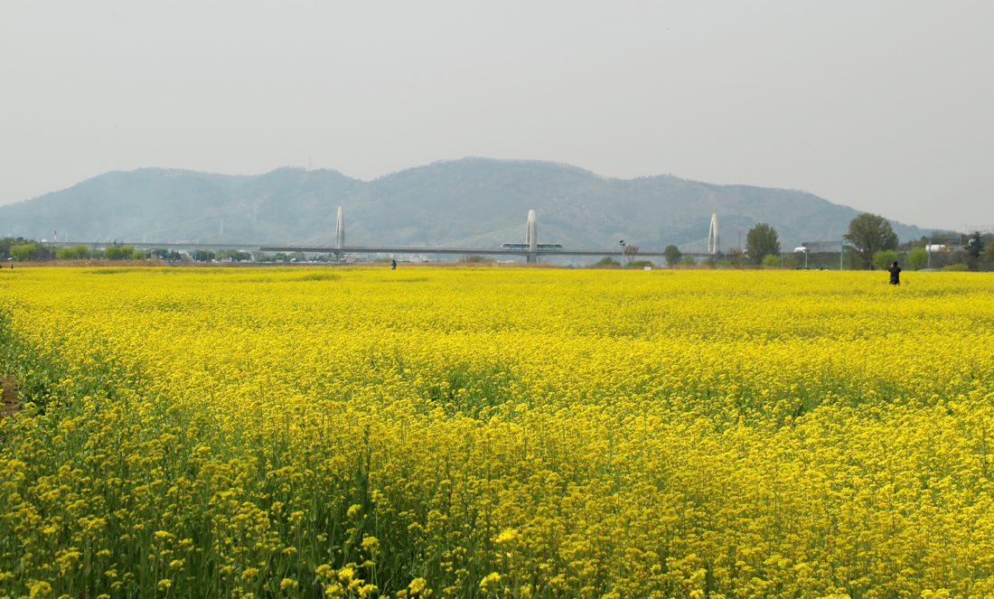 Spring Scenery of Yellow Canola Flower Fields in Hajungdo Island of