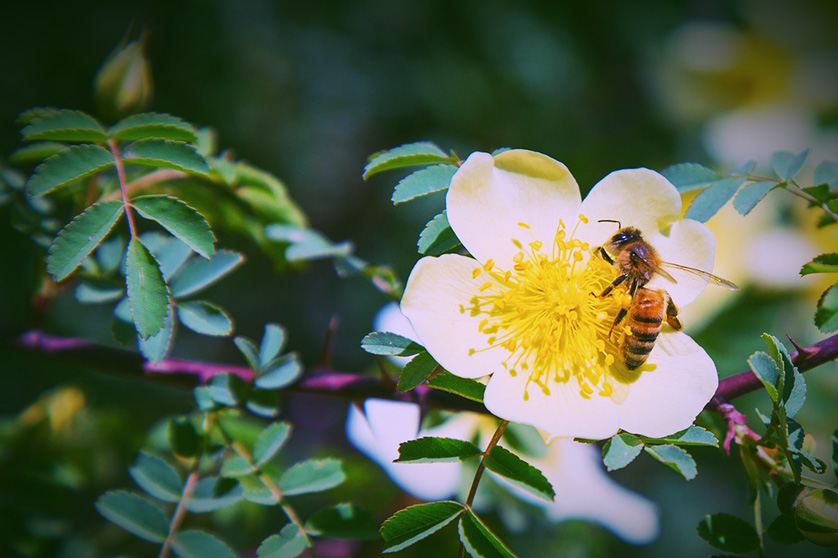 Honeybee - New Zealand manuka honey