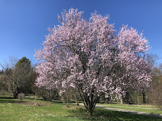 ドイツで桜と梅のお花見！〜Hohenheimer Gärten/ホーエンハイマー・ガーデン〜