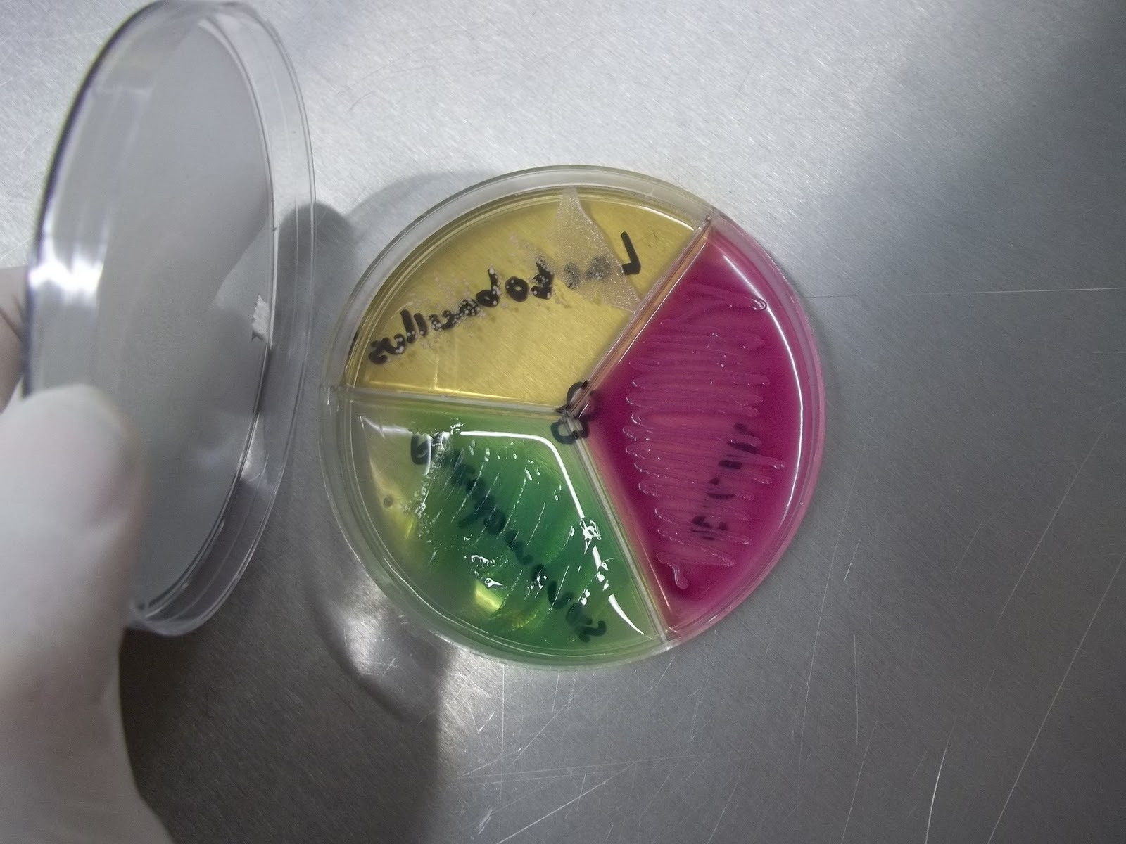 Grupo B de Microbiología de la