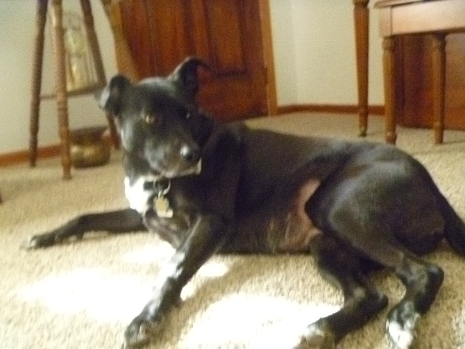 Chicken Fat Uncle John says Pet Owners Live Longer