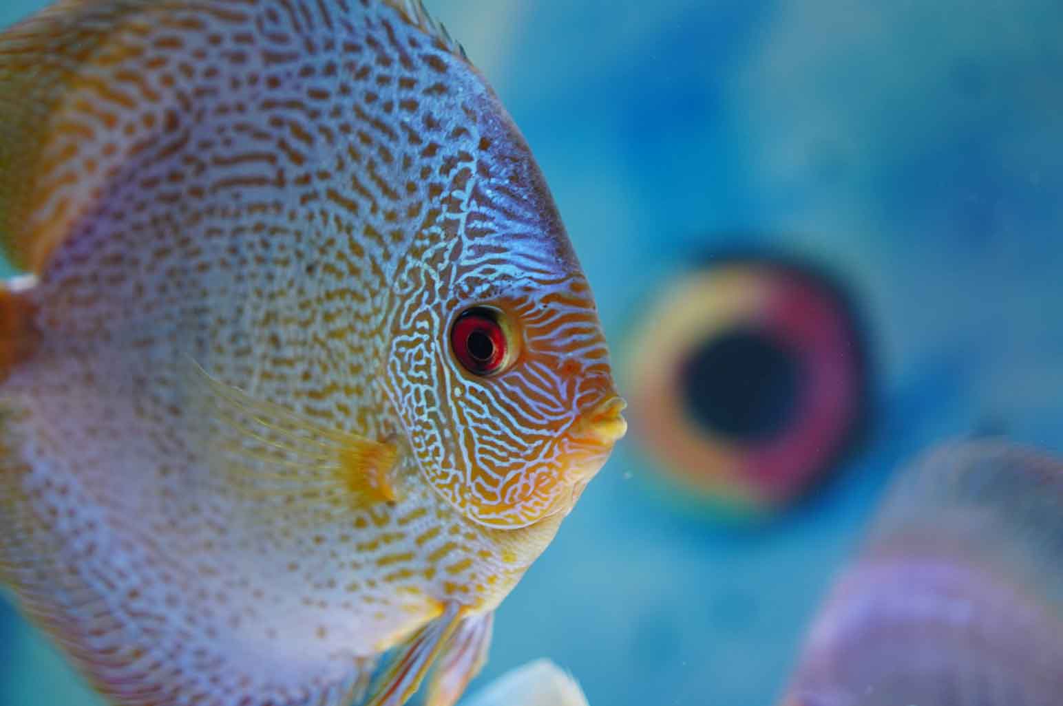 Step by Step Guide Every Aquarium Fishkeeper Should Follow