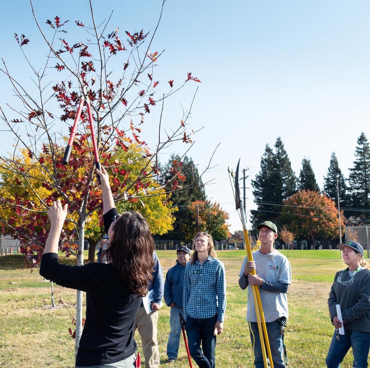 Sacramento Digs Gardening Learn secrets of stronger, healthier trees
