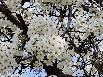 √99以上 桜 白い花 115575-桜 白い花