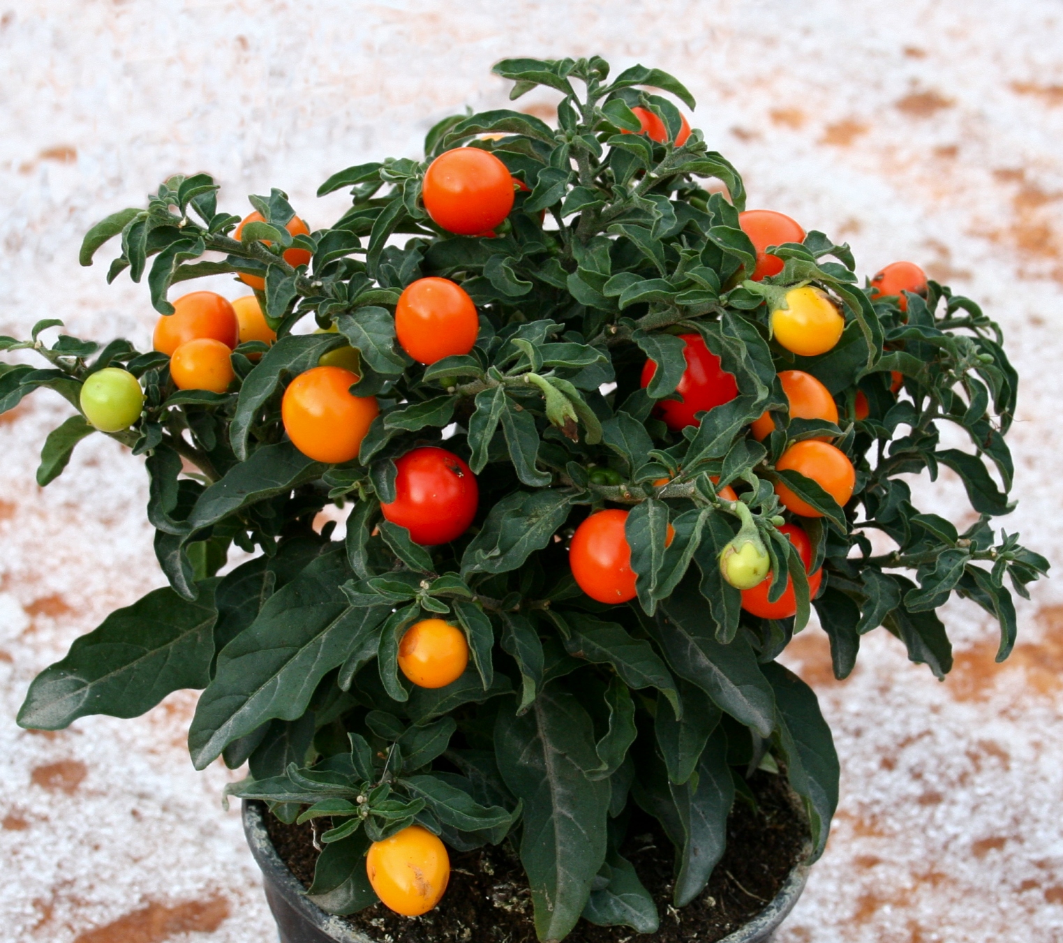Scottish Artist and his Garden PLANTS FOR THE HOUSE