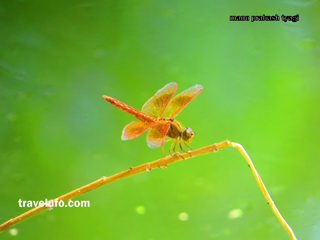 insect sanjay van delhi