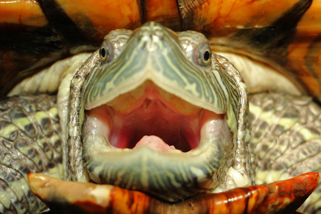 Veterinary, Photography and Travel Stories for vet students and pet